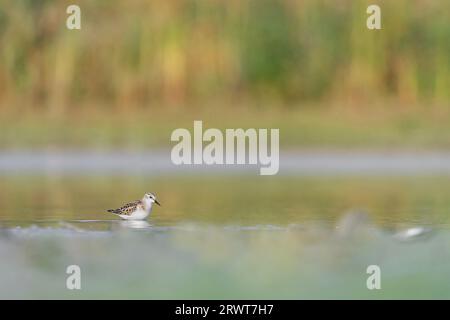 Lever de soleil dans les zones humides, le petit passage (Calidris muta) Banque D'Images