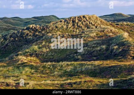 Dunescape dans la première lumière du matin sur la côte danoise de la mer du Nord, Syddanmark, Danemark Banque D'Images