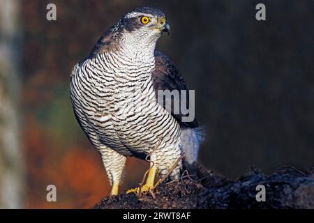 Northern Goshawk, les femelles sont significativement plus grandes que les mâles (photo Northern Goshawk femelle sur une racine d'arbre), Northern Goshawk, les femelles le sont Banque D'Images