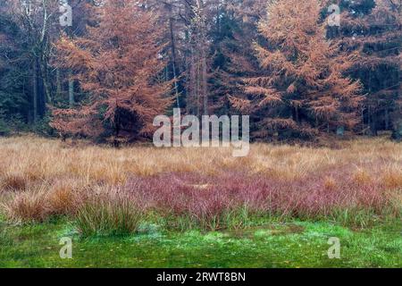 Ambiance d'automne à einem Moor im Wald, ambiance d'automne dans une petite tourbière parmi une forêt, Lohfiert, Schleswig-Holstein Banque D'Images