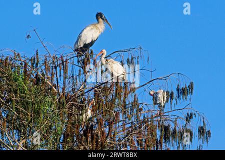 Cigogne de bois, la femelle pond en moyenne 3, 5 œufs (photo cigogne de bois (Mycteria americana) et Ibis de neige tôt le matin), cigogne de bois, la femelle Banque D'Images