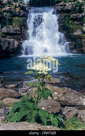 Masterwort à la cascade de la rivière Arazas, Masterwort à la rivière Arazas avec cascade, Ordesa y Monte Perdido National Park, Ordesa National Park Banque D'Images