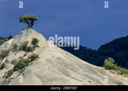 Genévrier espagnol au sommet d'une dune de sable, Vallée de Hecho, Espagne Banque D'Images