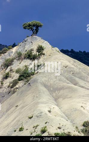 Genévrier espagnol au sommet d'une dune de sable, Vallée de Hecho, Espagne Banque D'Images