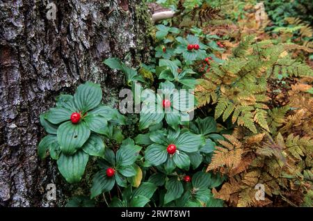 Cornouille canadienne (Cornus) les baies mûrissent en septembre, le cornel nain canadien les drupes sont rouge vif à maturité en septembre canadensis Banque D'Images