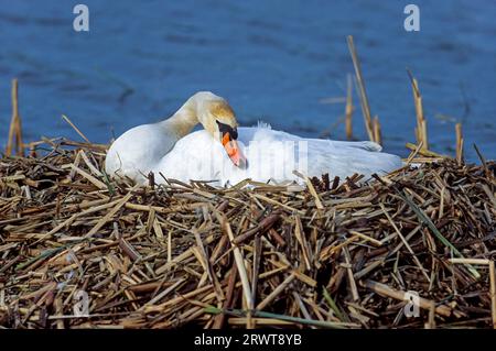 Mute Swan (Cygnus olor) femelle assise couvant sur sa pochette d'œufs, Mute Swan femelle oiseau se reproduit sur son nid d'œufs (White Swan) Banque D'Images