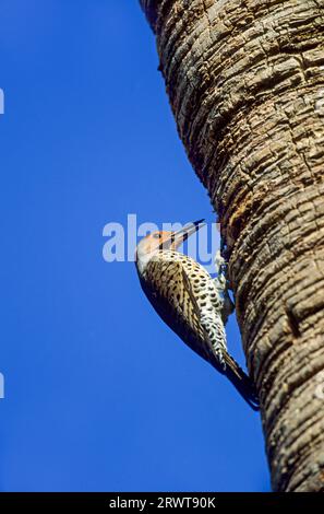 Mâle pic doré se nourrissant au tronc d'un palmier (Copper Woodpecker), mâle adulte Flicker (Colaptes auratus) se nourrissant au tronc Banque D'Images