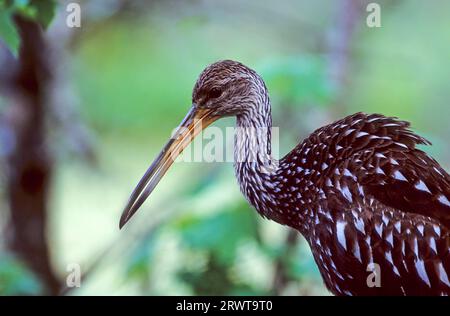 Portrait d'un Limpkin (Aramus guarauna), portrait d'un Limpkin (Carrao) (oiseau pleurant) Banque D'Images