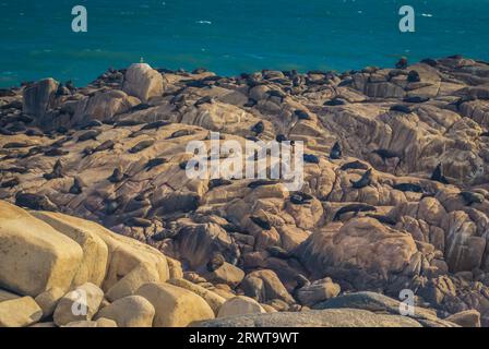 Photo de phoques se détendant et couchant sur des pierres près de la mer à Cabo Polonio en Uruguay dans le département de Rocha Banque D'Images