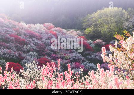 Hanamomo no Sato, vue du soir Banque D'Images