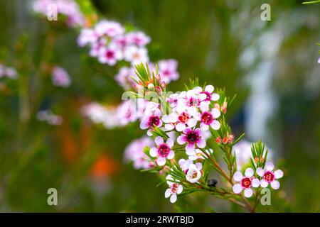 Un gros plan d'une gamme vibrante de fleurs colorées, poussant dans le sol d'une prairie verdoyante. Banque D'Images