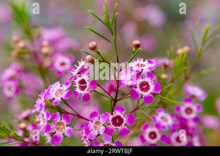 Un gros plan d'une gamme vibrante de fleurs colorées, poussant dans le sol d'une prairie verdoyante. Banque D'Images