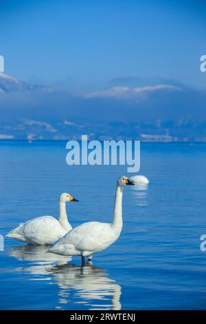 Cygnes, lac Inawashiro et mont Bandai Banque D'Images