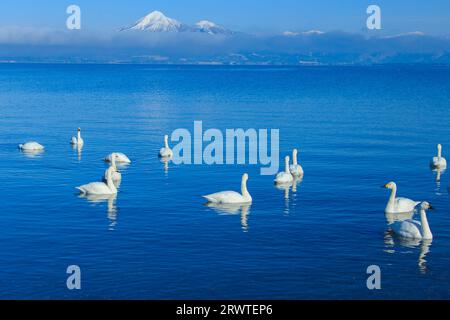 Cygnes, lac Inawashiro et mont Bandai Banque D'Images