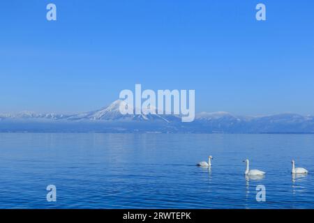 Cygnes, lac Inawashiro et mont Bandai Banque D'Images