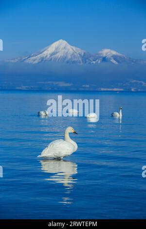 Cygnes, lac Inawashiro et mont Bandai Banque D'Images