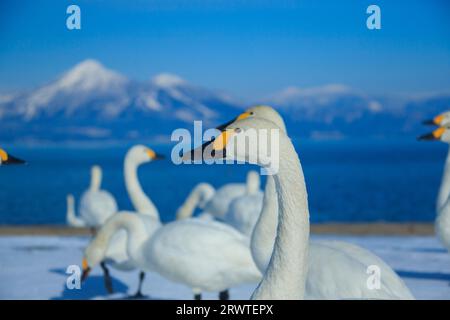 Cygnes, lac Inawashiro et mont Bandai Banque D'Images