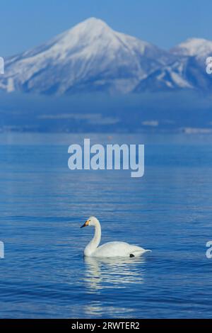 Cygnes, lac Inawashiro et mont Bandai Banque D'Images