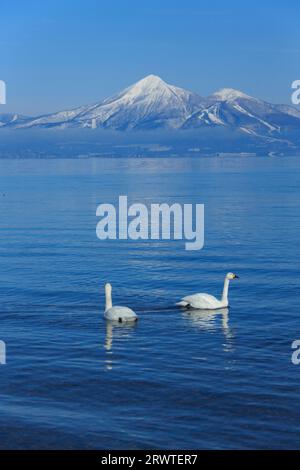 Cygnes, lac Inawashiro et mont Bandai Banque D'Images