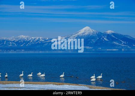 Cygnes, lac Inawashiro et mont Bandai Banque D'Images