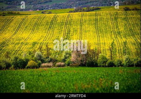 Fleurs du printemps : un paysage agricole pittoresque. Fleurs de printemps : les champs d'or de colza et de blé vert sous un ciel bleu brillant dans un R. Banque D'Images