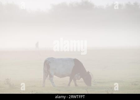 Dorney, Buckinghamshire, Royaume-Uni. 21 septembre 2023. Pâturage du bétail sur Dorney Common. Après une journée de fortes pluies hier, le matin était brumeux sur Dorney Common dans le Buckinghamshire. Crédit : Maureen McLean/Alamy Live News Banque D'Images