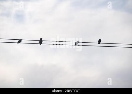 Dorney, Buckinghamshire, Royaume-Uni. 21 septembre 2023. Starlings se perche sur un fil télégraphique. Après une journée de fortes pluies hier, le matin était brumeux sur Dorney Common dans le Buckinghamshire. Crédit : Maureen McLean/Alamy Live News Banque D'Images