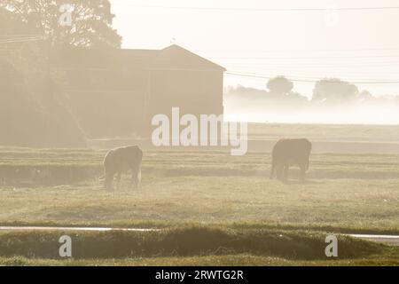 Dorney, Buckinghamshire, Royaume-Uni. 21 septembre 2023. Pâturage du bétail sur Dorney Common. Après une journée de fortes pluies hier, le matin était brumeux sur Dorney Common dans le Buckinghamshire. Crédit : Maureen McLean/Alamy Live News Banque D'Images