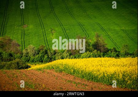 Des champs vivants avec des fleurs de printemps et du soleil. Splendeur du printemps : champs de colza et de blé ornés de fleurs dans un paysage agricole rural Banque D'Images