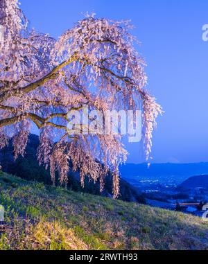 Yamanashi paysages pleurant cerisier sur une petite colline et Mt. Fuji au loin Banque D'Images