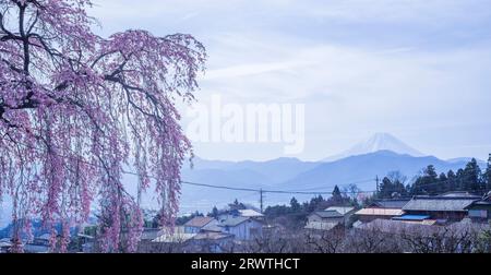 Paysages Yamanashi simple fleur de cerisier et Mt. Fuji dans la distance Itozakura à Kamiichinose Banque D'Images