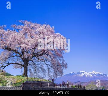 Paysages Yamanashi fleurs de cerisier unique et ciel bleu vue lointaine des montagnes Yatsugatake fleurs de cerisier à Wani Mountains Banque D'Images