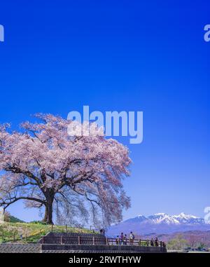 Paysages Yamanashi fleurs de cerisier unique et ciel bleu vue lointaine des montagnes Yatsugatake fleurs de cerisier à Wani Mountains Banque D'Images