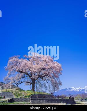 Paysages Yamanashi fleurs de cerisier unique et ciel bleu vue lointaine des montagnes Yatsugatake fleurs de cerisier à Wani Mountains Banque D'Images