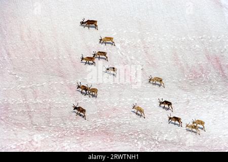 Raindeers (Rangifer tarandus) marchant sur 'la neige de pastèque' causée par l'algue verte unicellulaire de couleur rouge Chlamydomonas nivalis ('algue des neiges') foun Banque D'Images