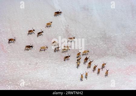 Raindeers (Rangifer tarandus) marchant sur 'la neige de pastèque' causée par l'algue verte unicellulaire de couleur rouge Chlamydomonas nivalis ('algue des neiges') foun Banque D'Images