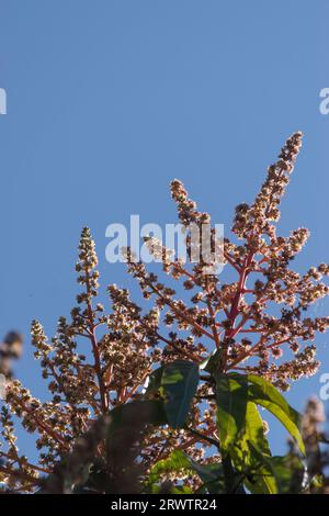 Fleurit au sommet du manguier (Mangifera indica) dans le jardin du Queensland, en Australie, au début du printemps. Grappes de petites fleurs rose crémeux. Espace de copie. Banque D'Images