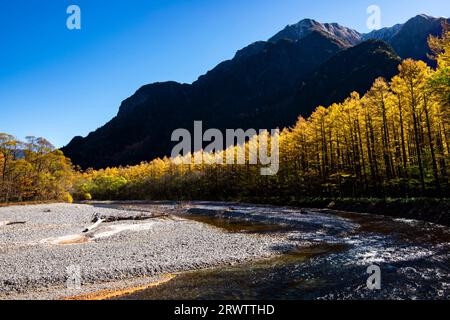 Rivière Azusa et feuilles jaunes dorées de mélèze japonais à Kamikochi Banque D'Images