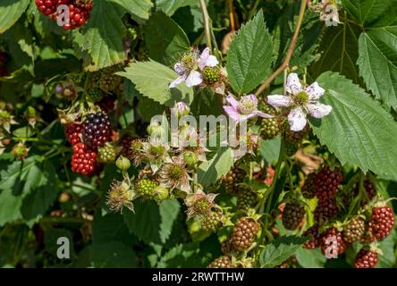 Gros plan de fleurs et de baies sur mûres mûres brousse de plantes de fruits de croissance de floraison dans un jardin au début de l'été Angleterre Royaume-Uni Grande-Bretagne Banque D'Images