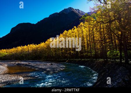 Rivière Azusa et feuilles jaunes dorées de mélèze japonais à Kamikochi Banque D'Images