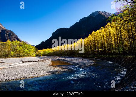 Rivière Azusa et feuilles jaunes dorées de mélèze japonais à Kamikochi Banque D'Images