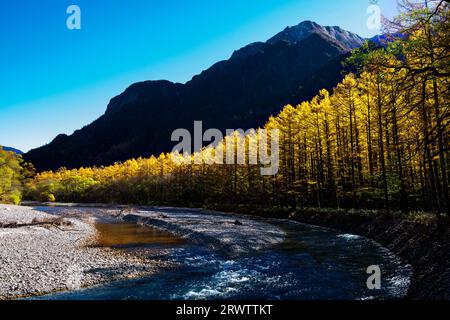 Rivière Azusa et feuilles jaunes dorées de mélèze japonais à Kamikochi Banque D'Images