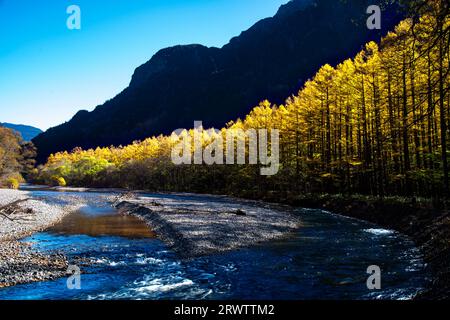 Rivière Azusa et feuilles jaunes dorées de mélèze japonais à Kamikochi Banque D'Images