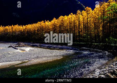 Rivière Azusa et feuilles jaunes dorées de mélèze japonais à Kamikochi Banque D'Images