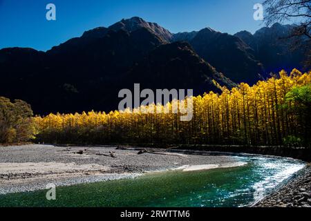 Rivière Azusa et feuilles jaunes dorées de mélèze japonais à Kamikochi Banque D'Images