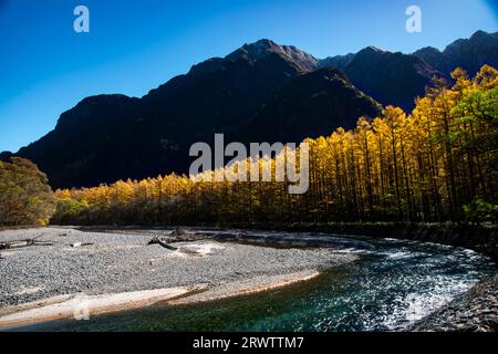 Rivière Azusa et feuilles jaunes dorées de mélèze japonais à Kamikochi Banque D'Images