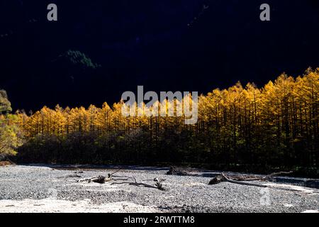 Forêt de mélèzes dorés à Kamikochi Banque D'Images