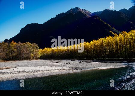 Rivière Azusa et feuilles jaunes dorées de mélèze japonais à Kamikochi Banque D'Images