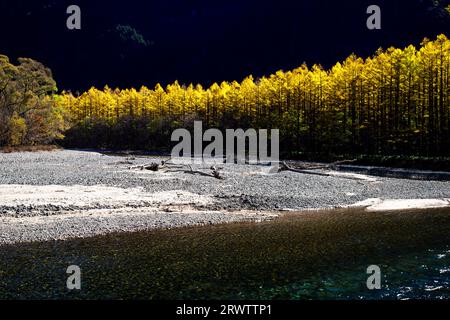 Forêt de mélèzes dorés à Kamikochi Banque D'Images