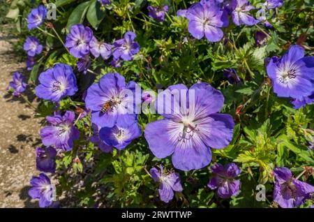 Gros plan de hardy géranium fleur violette fleurs fleurs plante vivace en été frontière Angleterre Royaume-Uni GB Grande-Bretagne Banque D'Images